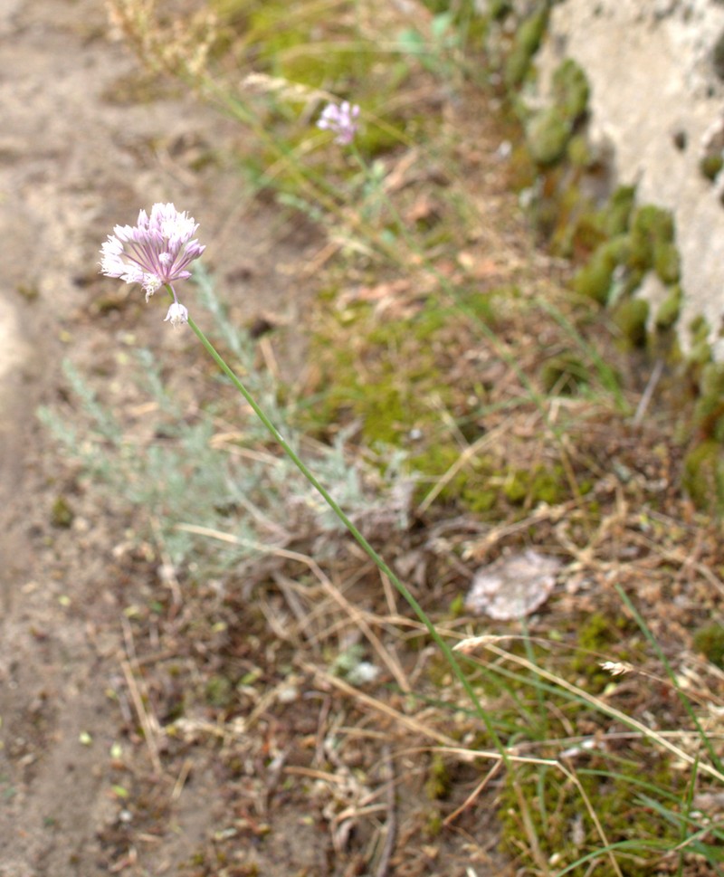 Allium erubescens photo 5