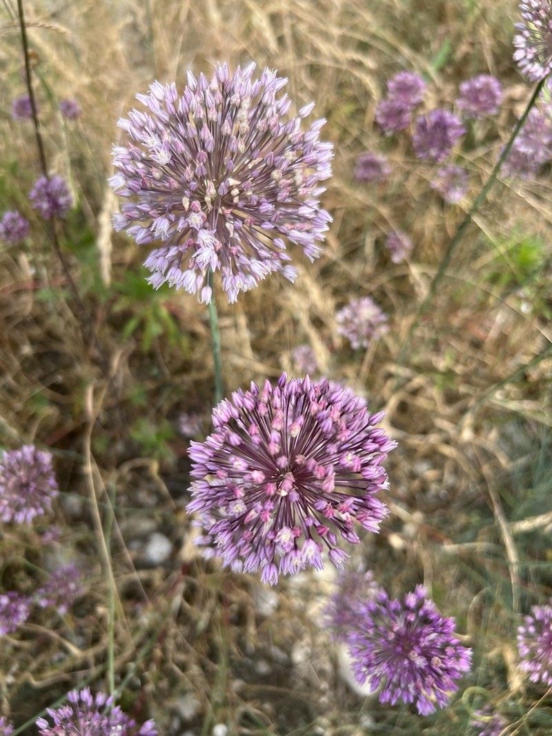 Allium erubescens photo 6