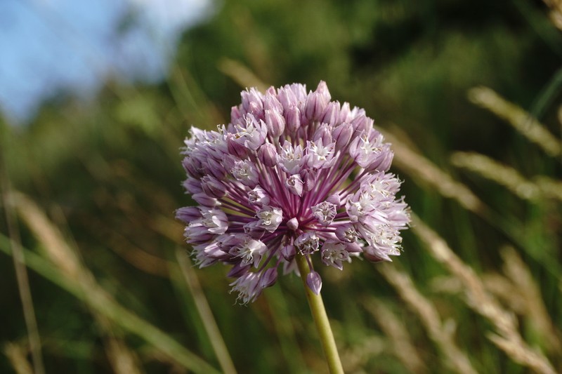 Allium erubescens photo 7
