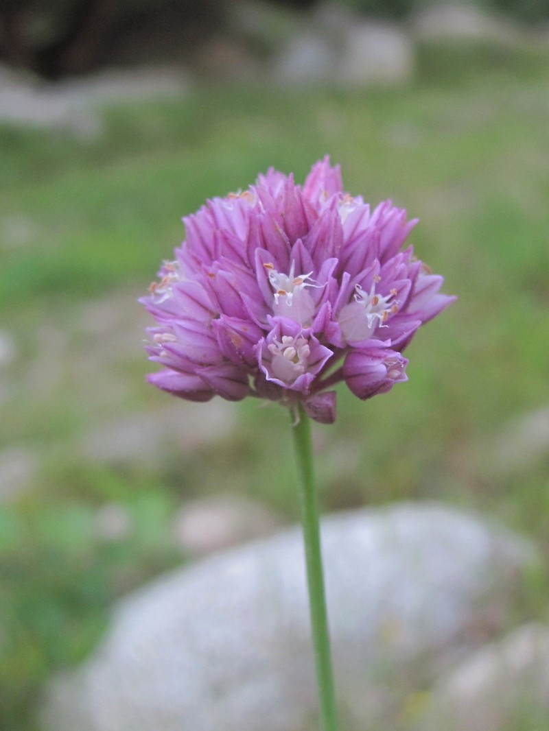 Allium erubescens photo 8
