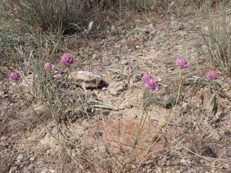 Allium erzincanicum