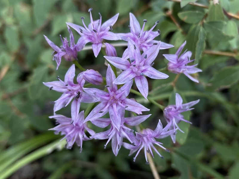 Allium eurotophilum