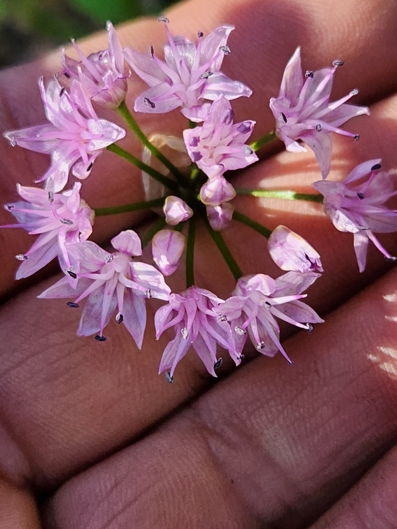 Allium eurotophilum photo 2