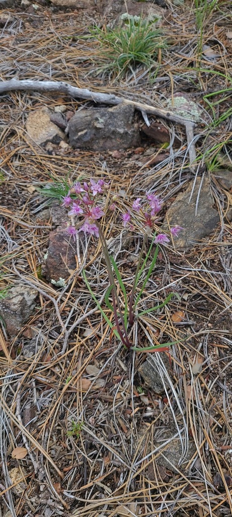 Allium eurotophilum photo 3