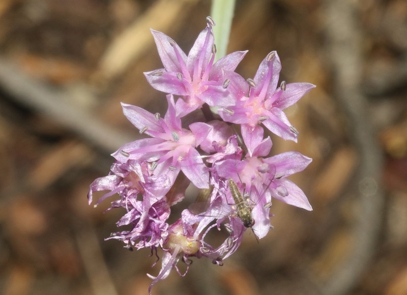 Allium eurotophilum photo 4