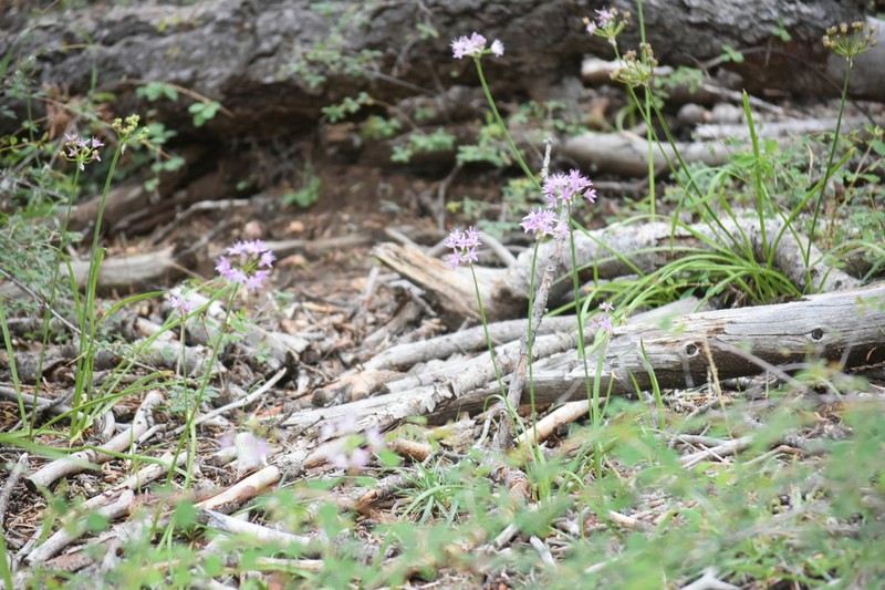 Allium eurotophilum photo 5