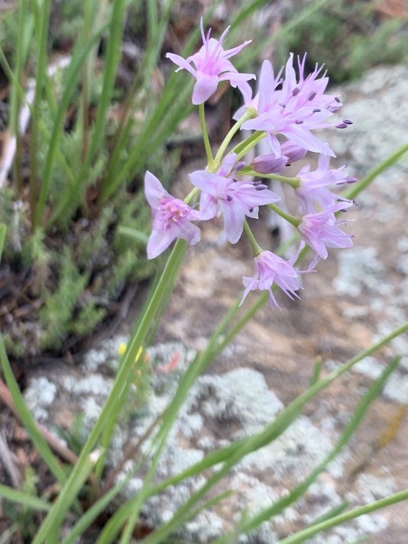 Allium eurotophilum photo 6