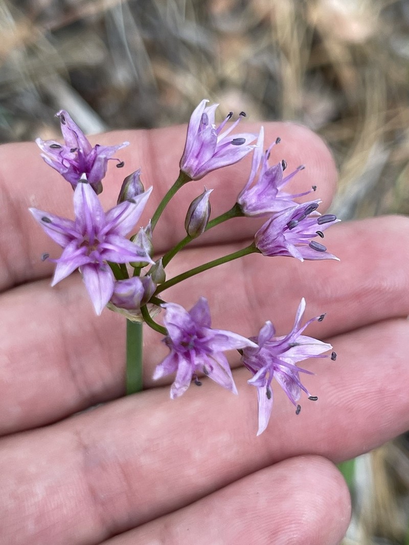 Allium eurotophilum photo 7