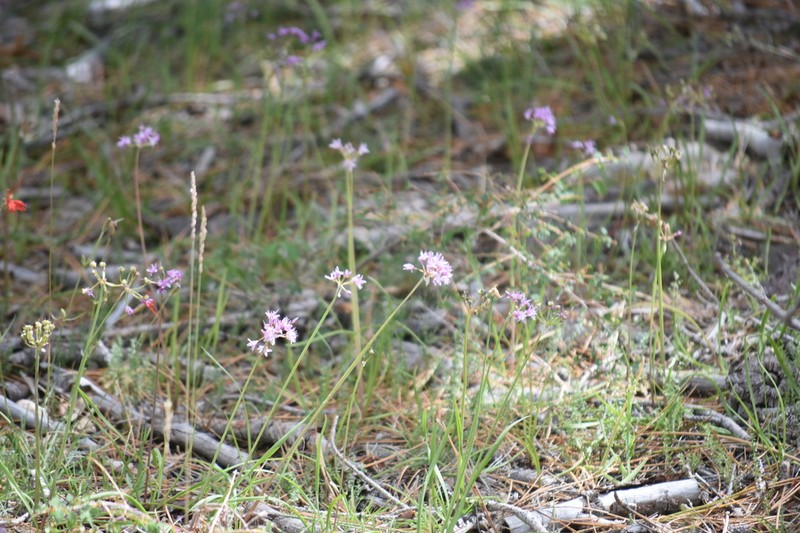 Allium eurotophilum photo 8