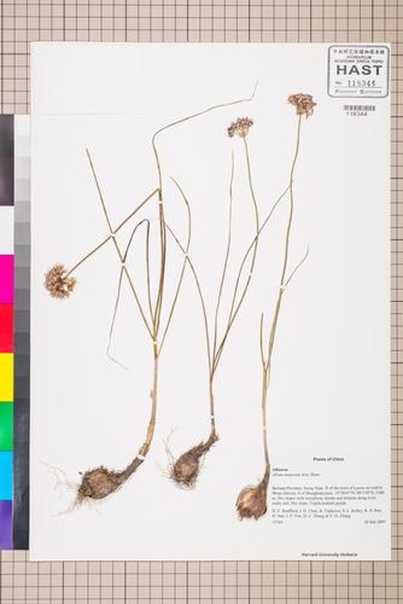 Allium eusperma
