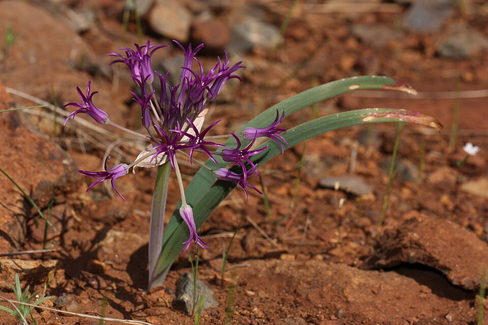 Scytheleaf Onion
