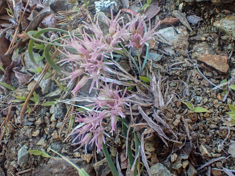Scytheleaf Onion photo 4