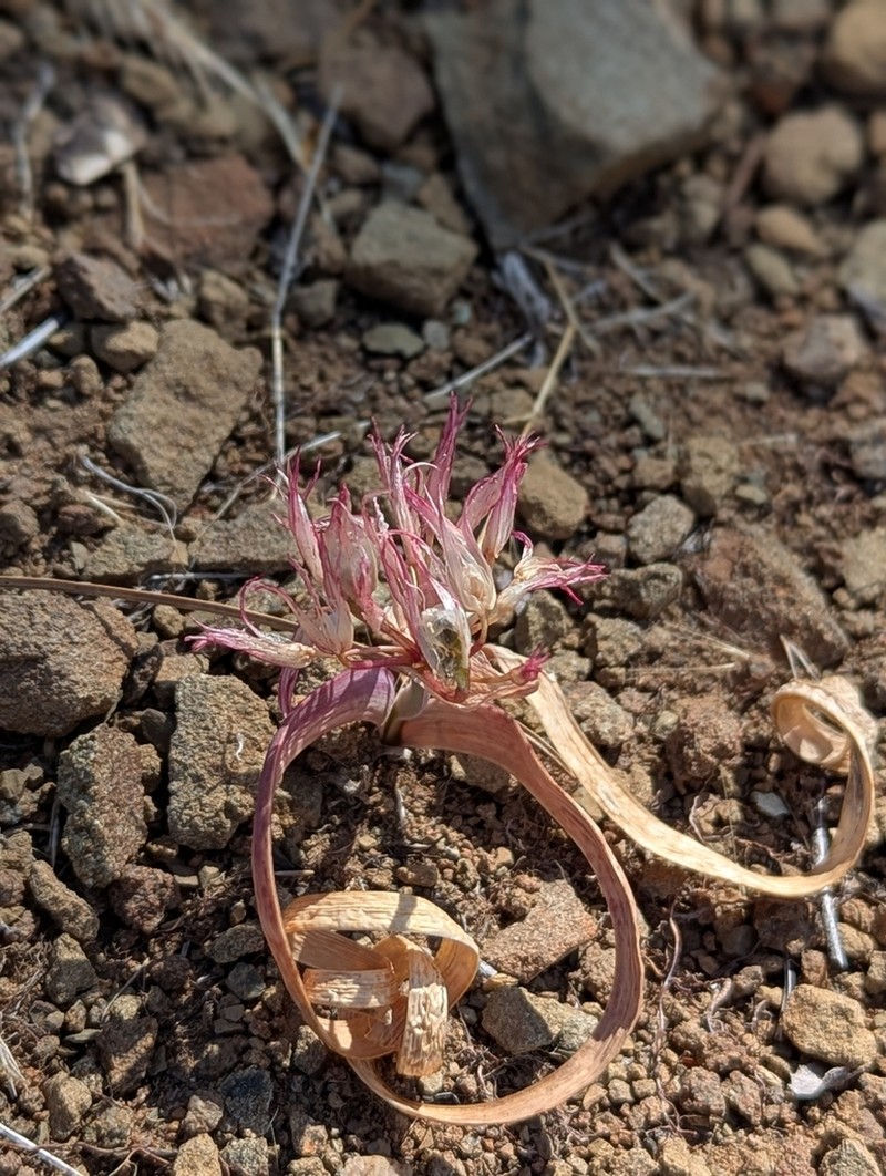 Scytheleaf Onion photo 6