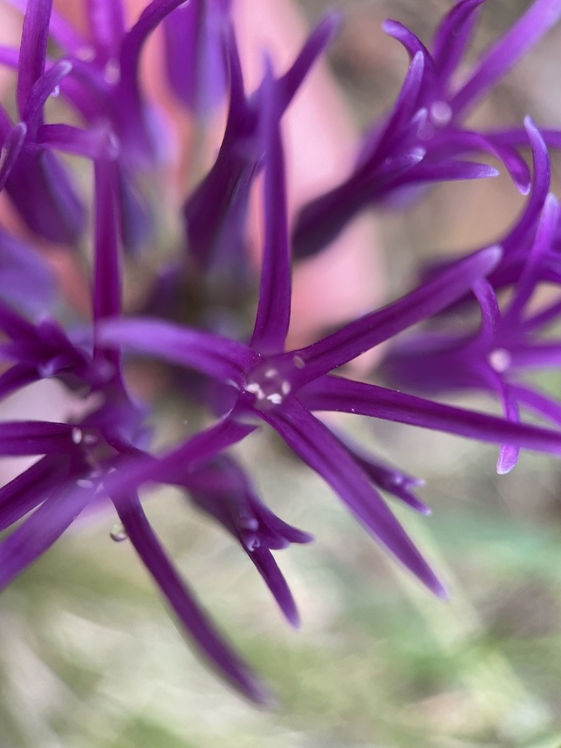 Scytheleaf Onion photo 7