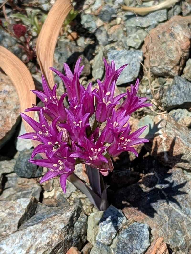 Scytheleaf Onion photo 8
