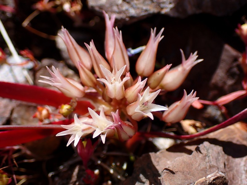 Scytheleaf Onion photo 9