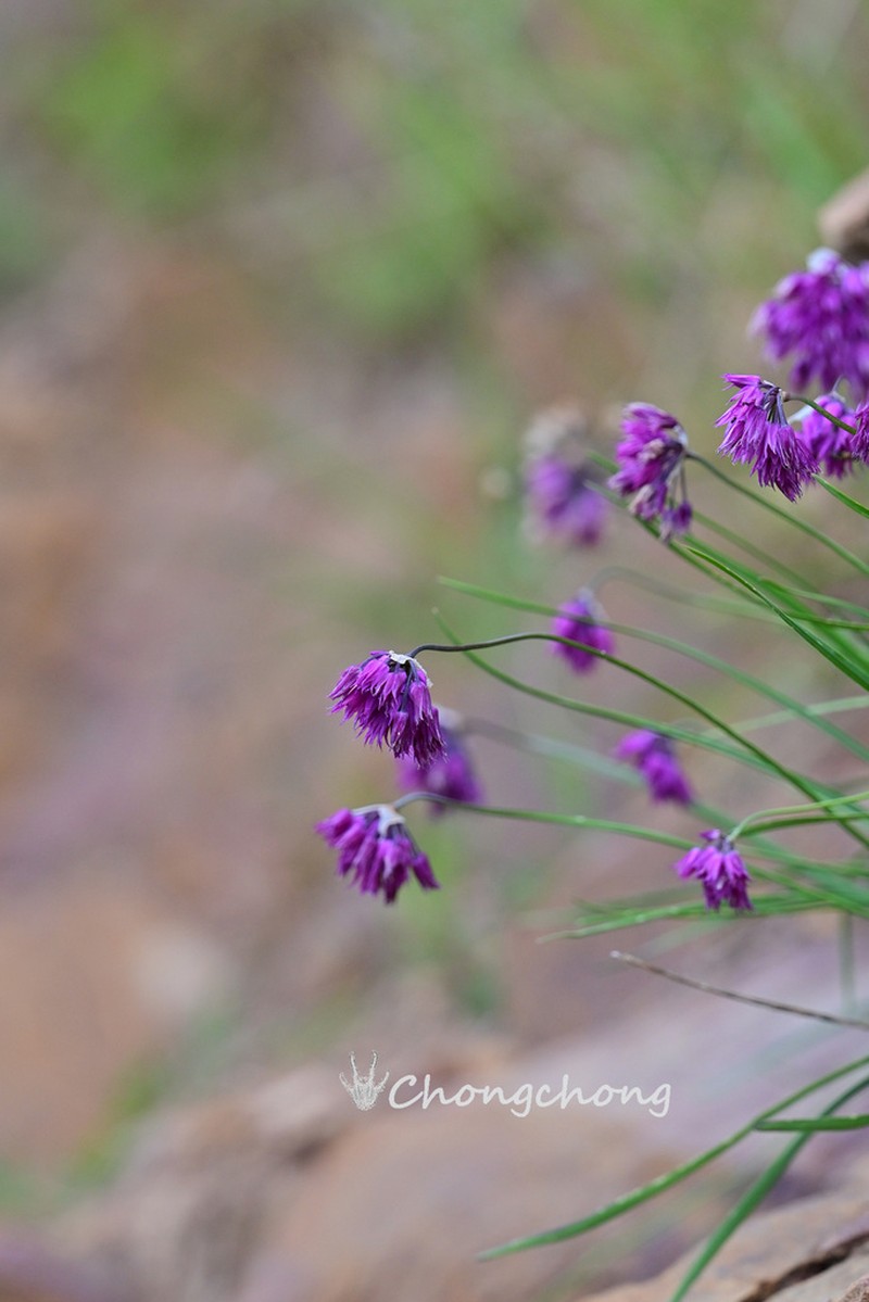 Allium farreri photo 7
