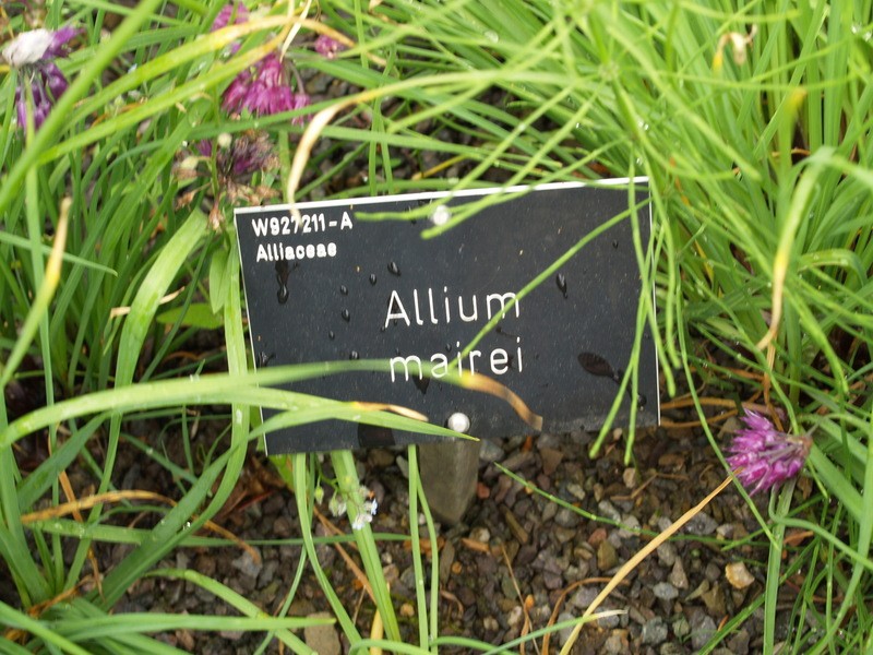 Allium farreri photo 8