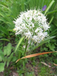 Allium fasciculatum
