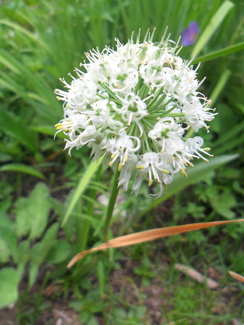 Allium fasciculatum