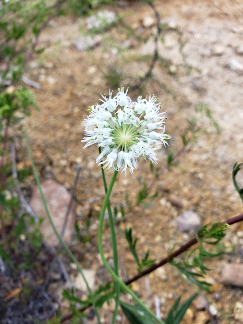 Allium fasciculatum photo 3