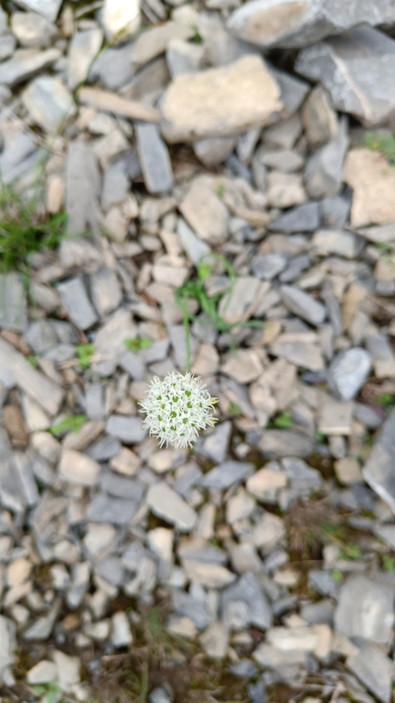 Allium fasciculatum photo 4
