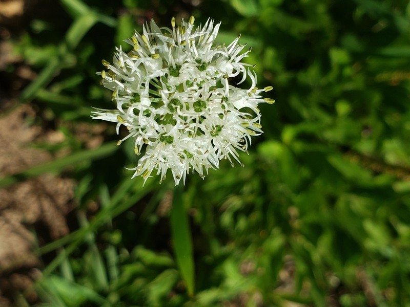 Allium fasciculatum photo 5