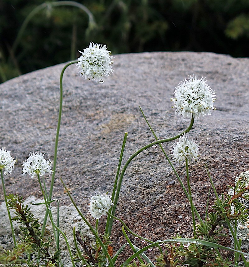 Allium fasciculatum photo 6