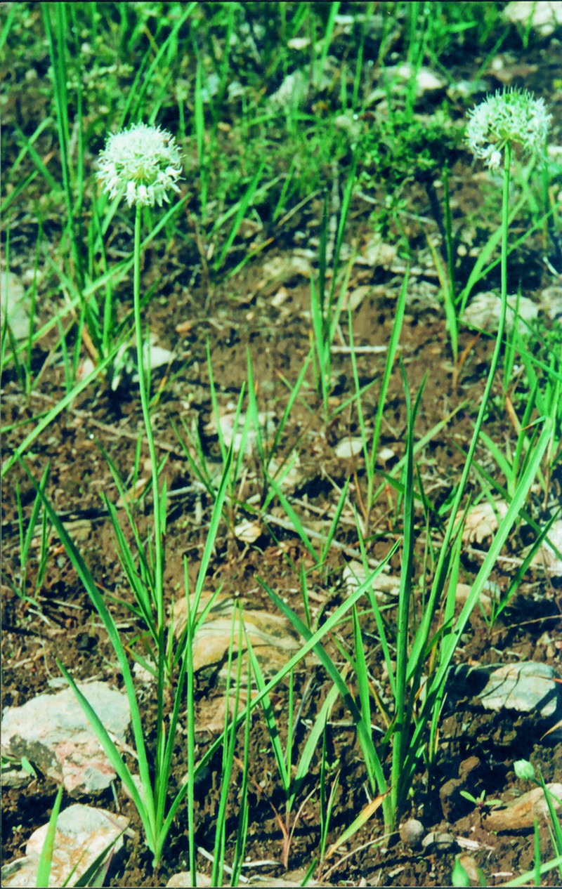 Allium fasciculatum photo 7