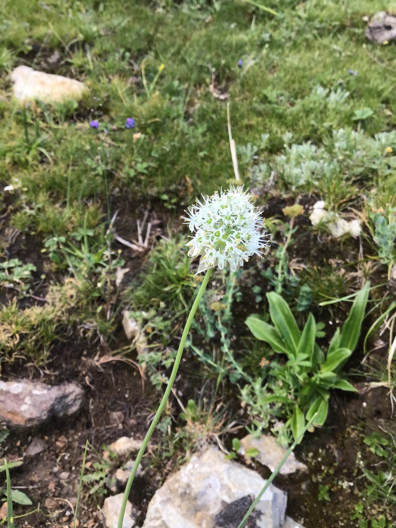 Allium fasciculatum photo 8