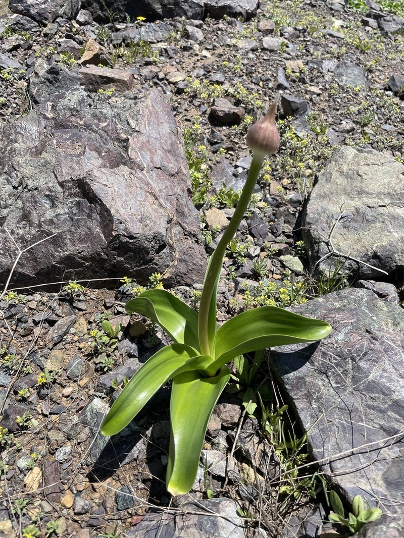 Allium fedtschenkoi