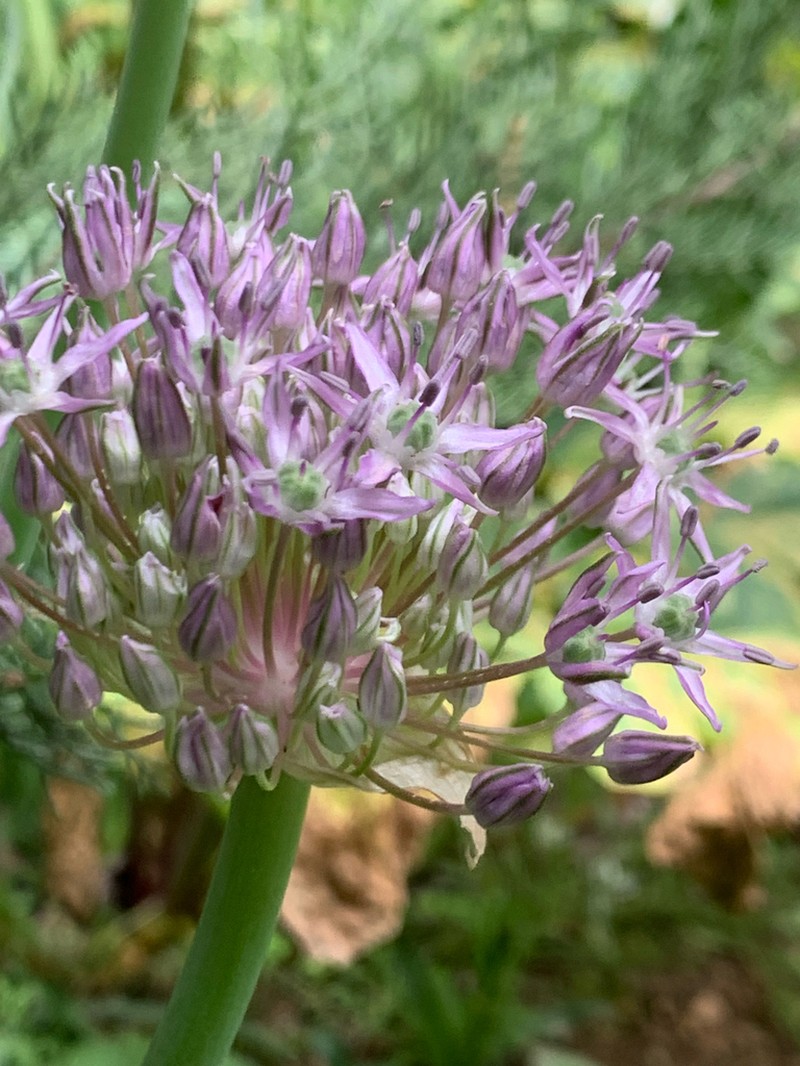 Allium fedtschenkoi photo 2