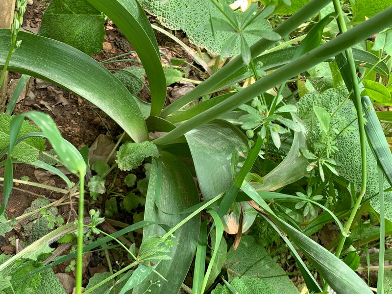 Allium fedtschenkoi photo 3