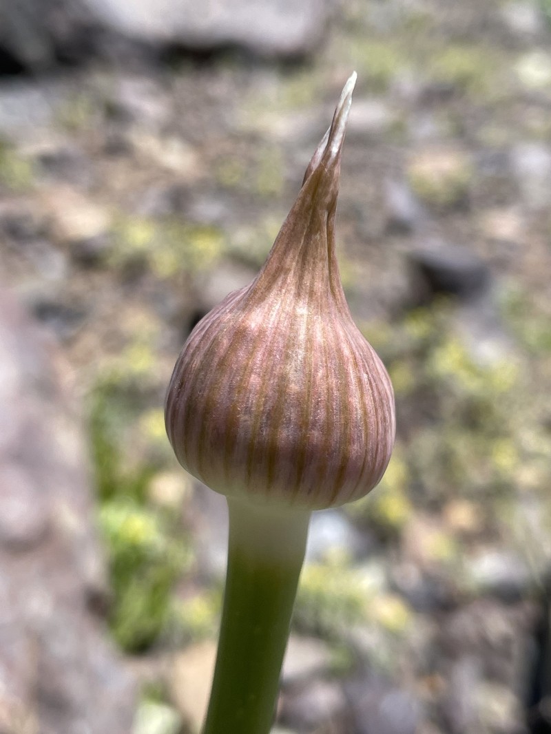 Allium fedtschenkoi photo 4