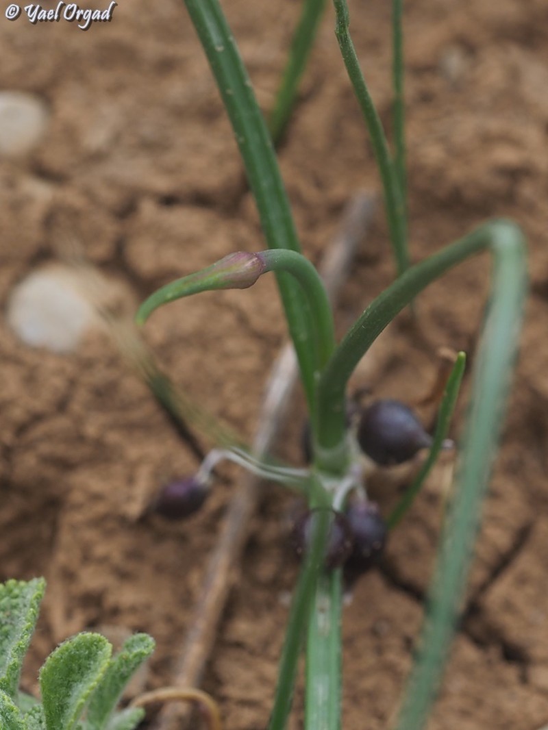 Allium feinbergii