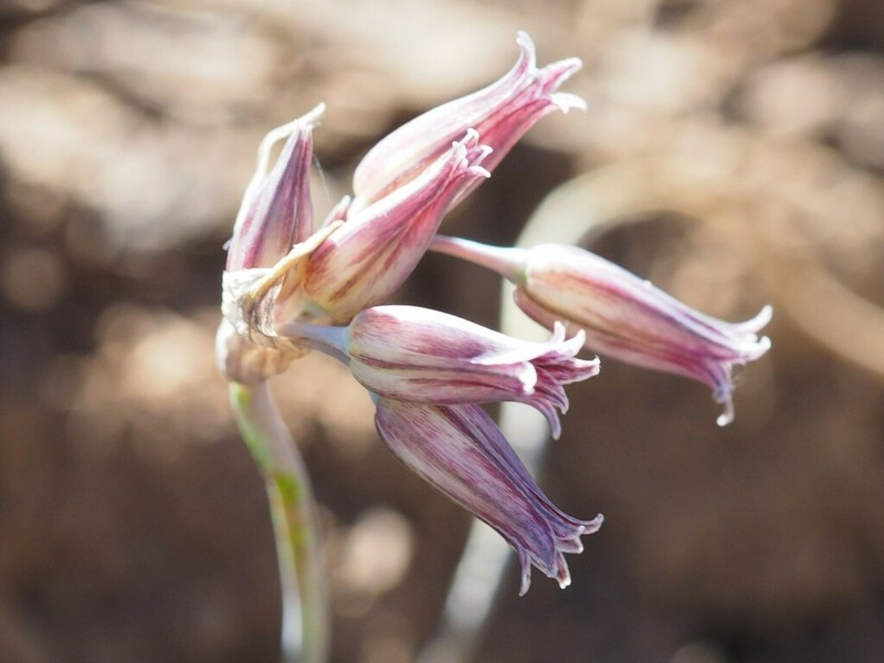 Allium feinbergii photo 2