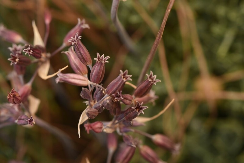 Allium feinbergii photo 3