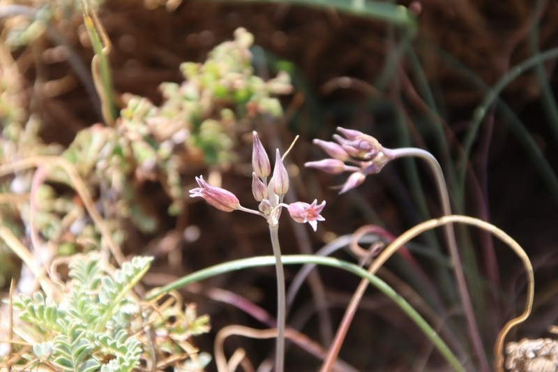 Allium feinbergii photo 4