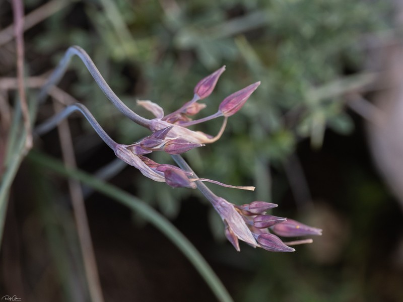 Allium feinbergii photo 5