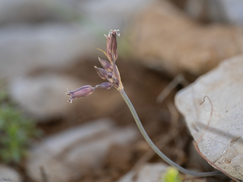 Allium feinbergii photo 6