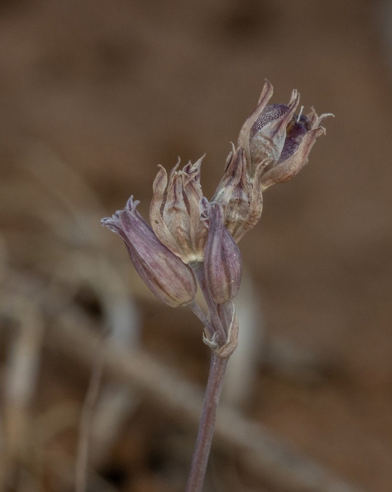 Allium feinbergii photo 8