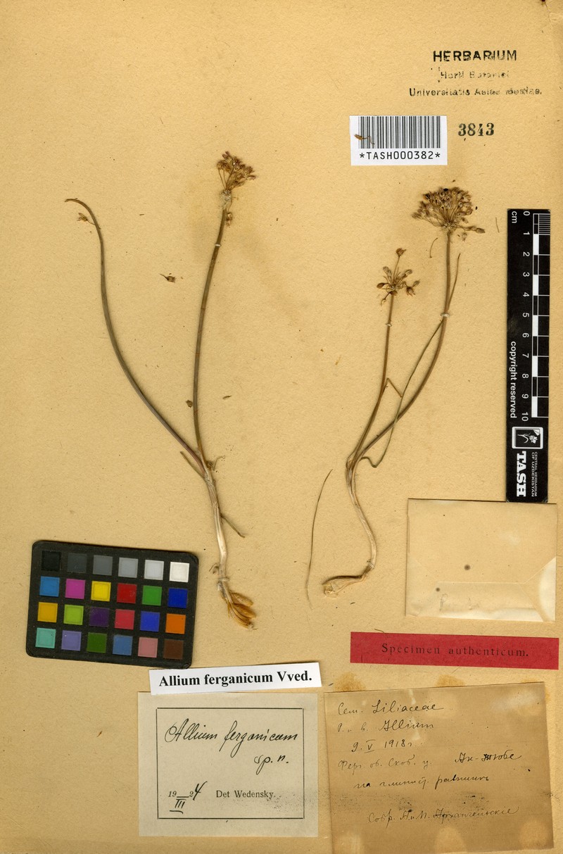 Allium ferganicum photo 2