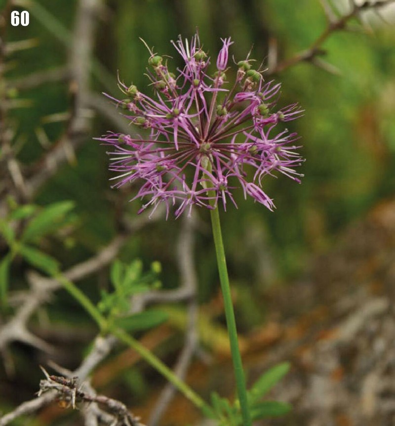 Allium fetisowii