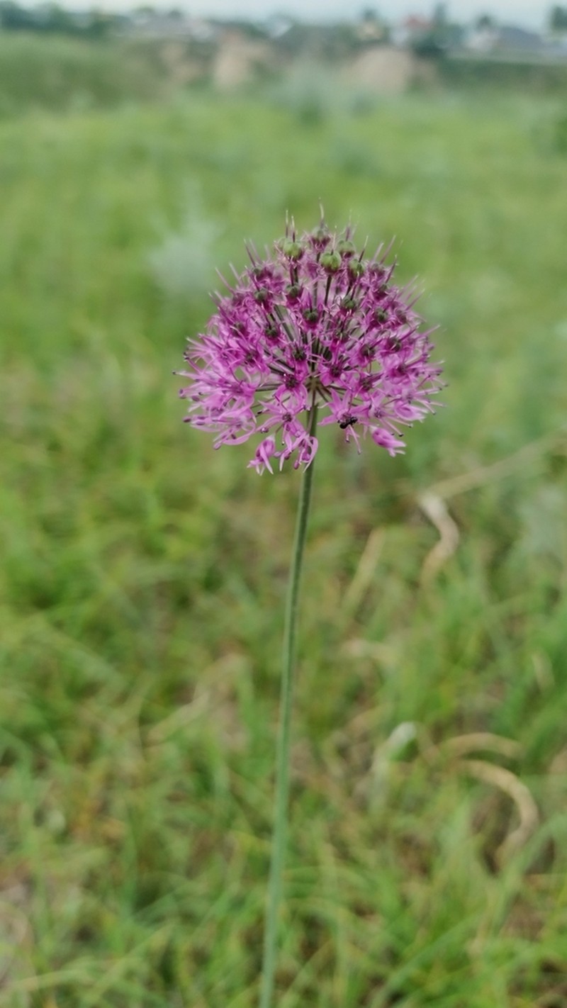 Allium fetisowii photo 2