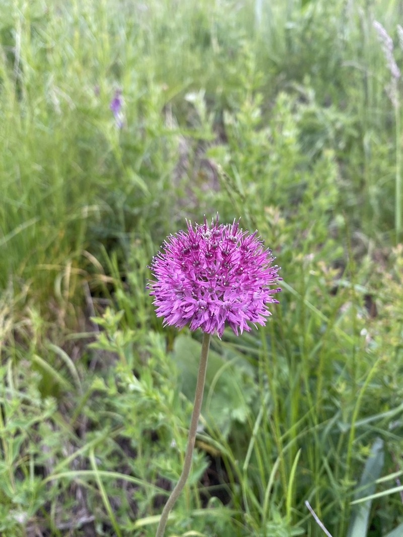 Allium fetisowii photo 3