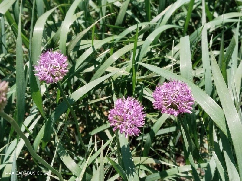 Allium fetisowii photo 4