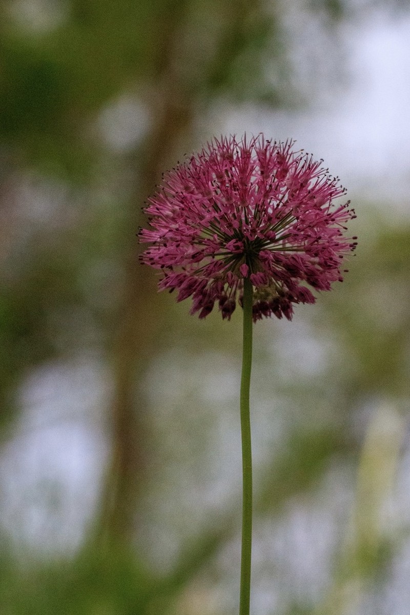 Allium fetisowii photo 5