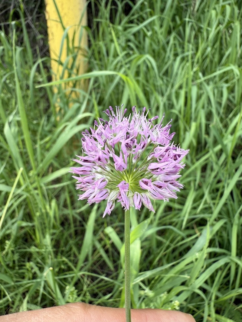 Allium fetisowii photo 6