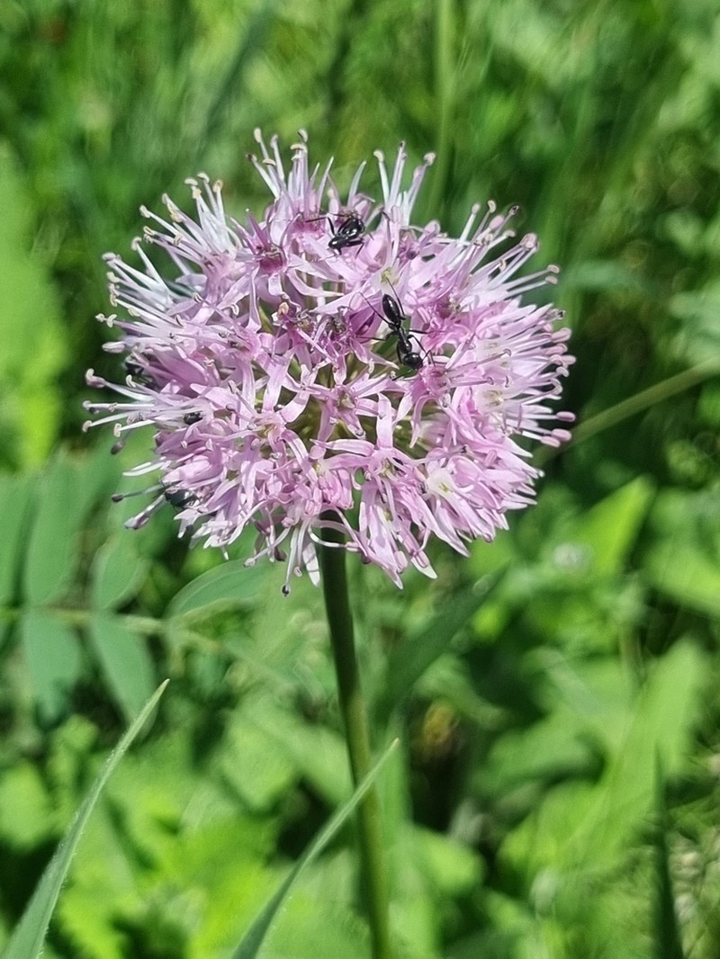 Allium fetisowii photo 7
