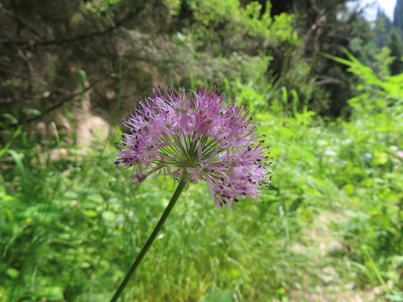 Allium fetisowii photo 8